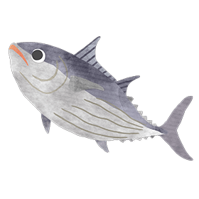 カツオ イラスト